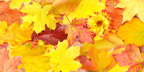 Fototapeta premium Bright autumn leaves as background, banner design. Fall season
