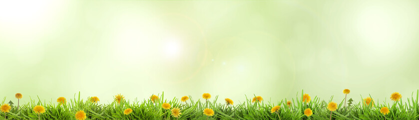 Yellow dandelions growing among lush grass against blurred green background, banner design. Spring...