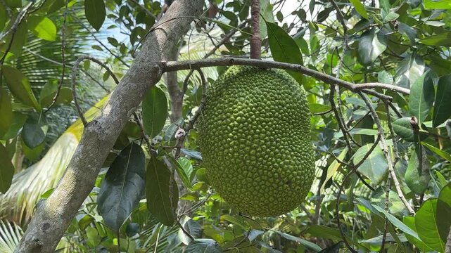 Closeup of Jackfruit Hanging from a Tree
