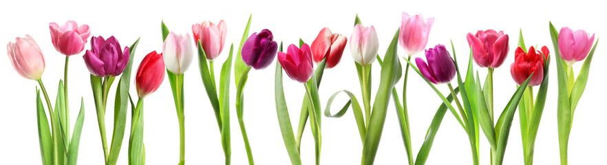 Naklejka premium Colorful tulip flowers on white background. Spring season