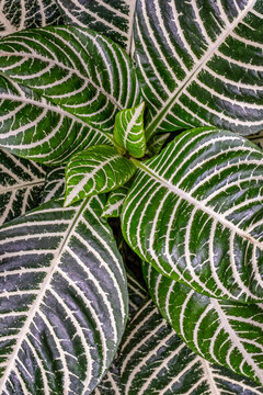 Vibrant Green Leaf Pattern: Striking Close-Up of Zebra Plant Foliage - Nature's Intricate Design