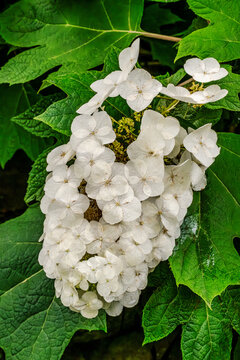 Discover the Elegance of Oakleaf Hydrangea: Stunning White Blooms and Lush Green Foliage for Your Garden