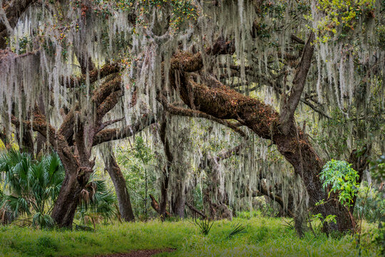 Discover the Enchanting Beauty of Spanish Moss on Live Oak trees in a Verdant Forest Setting, Florida , USA