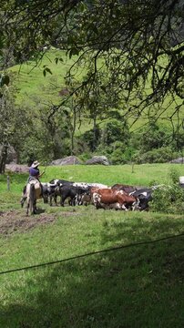 Farmer On Horseback Working With Cows In Beautiful Andean Valley.