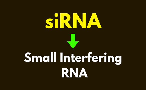 siRNA Meaning, Small interfering RNA