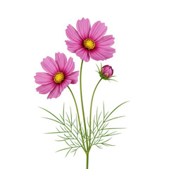 Fototapeta premium A pink flower with yellow center and green stems isolated on transparent background