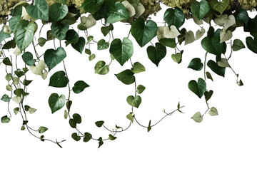 Naklejka premium Green ivy leaves and climbing plant vines creating a natural frame, hanging foliage for tropical design with transparent background