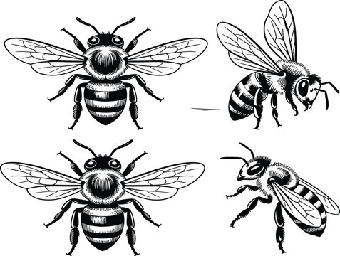 Honey bee vector set, hand drawn vintage honeybee illustrations for honey packaging and nature designs