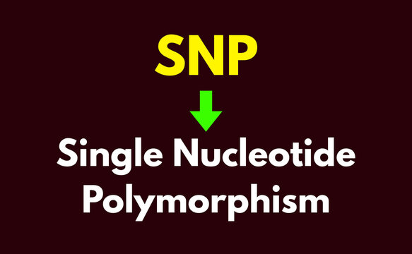 SNP Meaning, Single Nucleotide Polymorphism