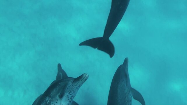タイセイヨウマダライルカの群れ