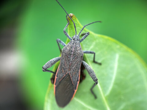 Close up of leaf-footed bugs (family Coreidae),bugs and their eggs