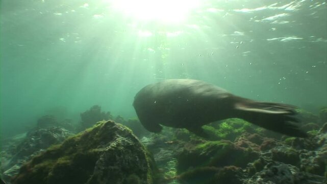 ガラパゴスアシカ