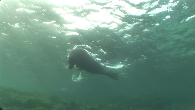 ガラパゴスアシカ