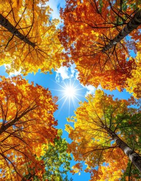 Looking up through colorful autumn trees towards a bright sun and blue sky.