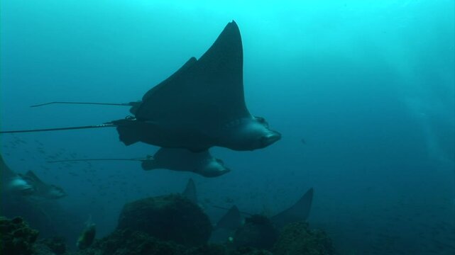 船隊を組んで泳ぐマダラトビエイの群れ