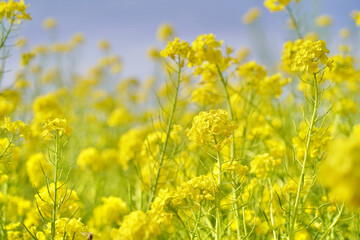 Obraz premium 日本のマザー牧場の菜の花