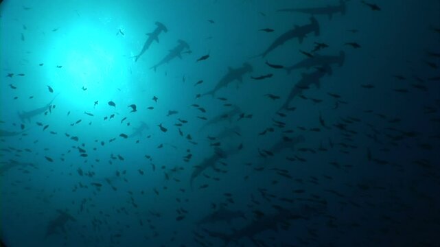 シュモクザメの群れシルエット