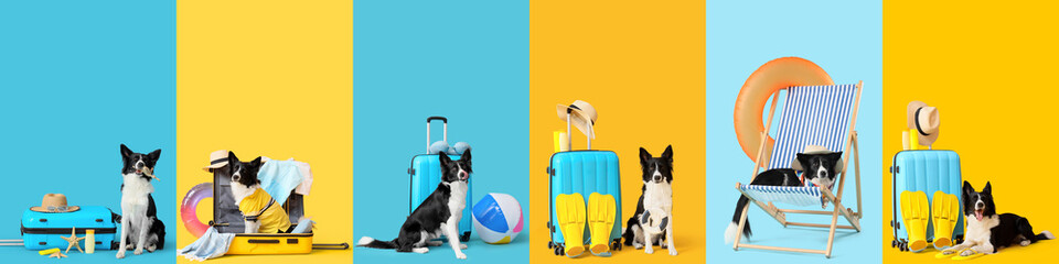 Collage of cute Border Collie dog with travel and beach accessories on blue and yellow backgrounds © Pixel-Shot