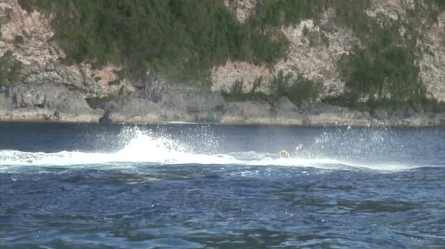 連続でテールスラップをするザトウクジラ