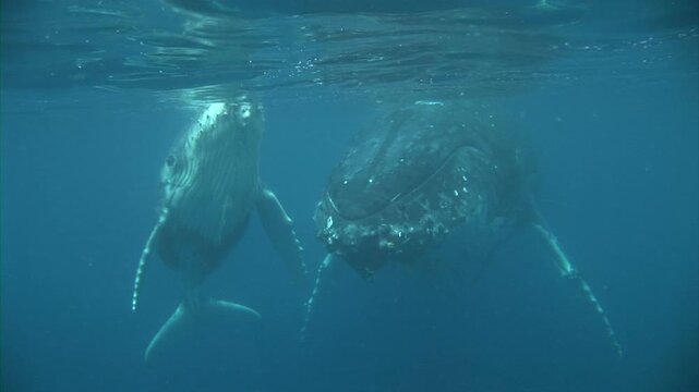 母クジラと子クジラ正面