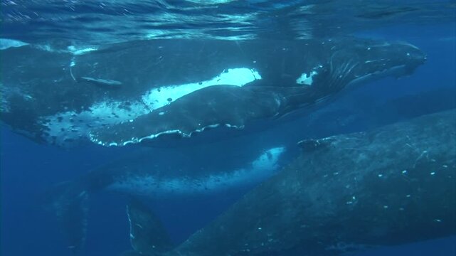 雄大に水中を泳ぐザトウクジラの群れ