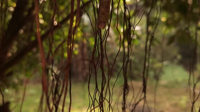 Cinematic Hanging Tree Roots in Forest with Soft Bokeh Background, Moody Nature Scene, Tropical Woodland Atmosphere, Abstract Organic Texture, Peaceful Environmental 4K Footage