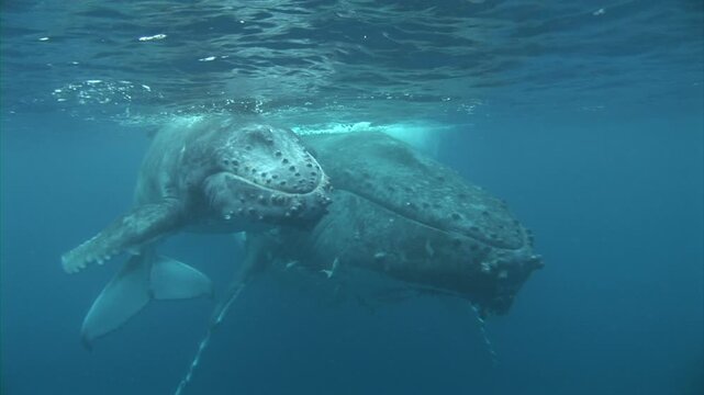 正面から見た母クジラと子クジラ