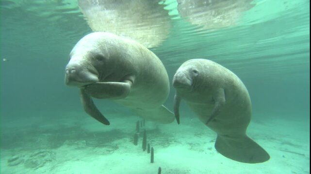 ゆっくりと浮く親子マナティー