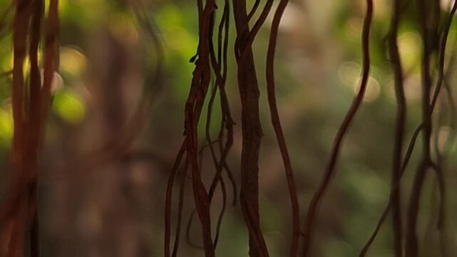 Cinematic Hanging Tree Roots in Forest with Soft Bokeh Background, Moody Nature Scene, Tropical Woodland Atmosphere, Abstract Organic Texture, Peaceful Environmental 4K Footage