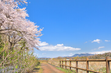 Obraz premium 栃木県那須塩原市 満開の桜と那須岳の風景
