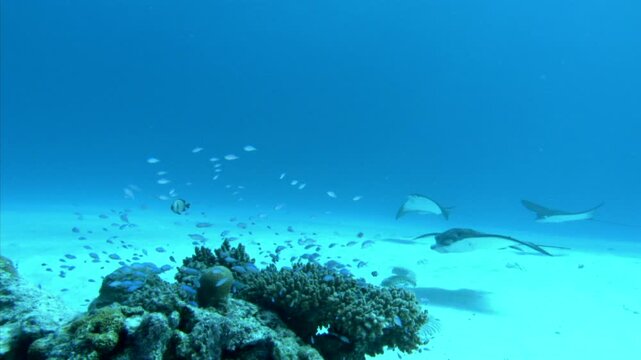 マダラトビエイの群れ