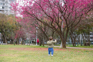 Fototapeta premium Little baby boy playing under sakura tree in park