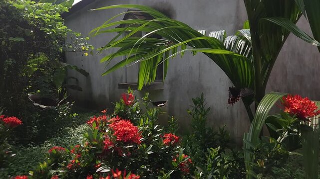 4K Slow motion footage of swallowtail butterflies flying gracefully in a lush green garden. The scene captures delicate wing movement, natural habitat, and vibrant colors, creating a cinematic nature.