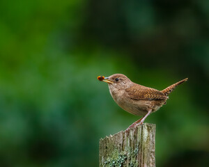 House Wren Perched on Wooden Post Holding Ladybug in Its Beak © Alexandra