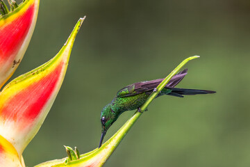Fototapeta premium Iridescent Green Hummingbird Perched on Heliconia Stem Reaching Toward Flower