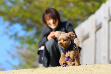 飼い主と一緒にドッグランに来ているトイ・プードル © ぬいぐるみ王国