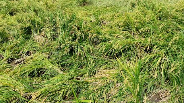 Flattened rice plant in the paddy field after heavy wind and rain storm, rice plants falling down in the farm, lodging rice crop damage, agriculture disaster and harvest failure