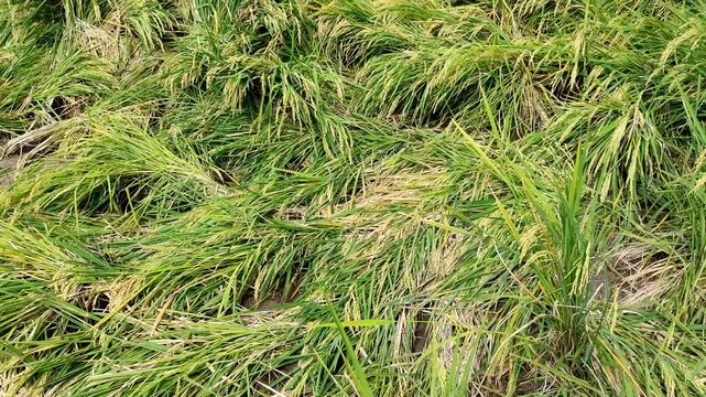 Flattened rice plant in the paddy field after heavy rain and wind, rice plants falling down in the farm, lodging rice plants destroyed by bad weather, agricultural damage and harvest failure 
