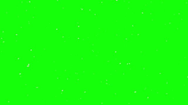 Background video of falling cherry blossom petals
