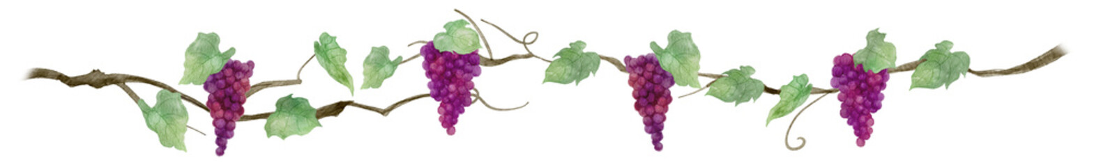 Naklejka premium Watercolor horizontal floral border and footer with purple grapes, leaves, and vines-300dpi-