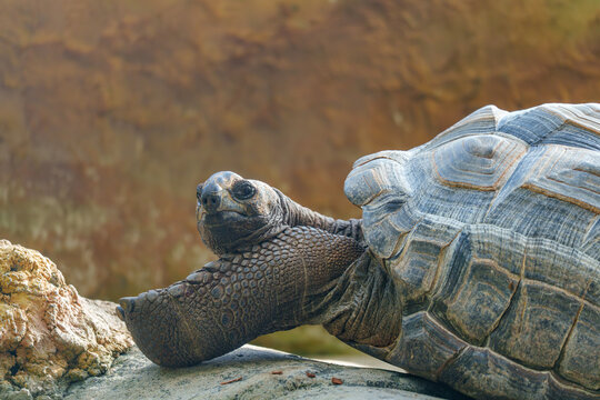 Aldabra Giant Tortoise resting on a rock in a sunny enclosure