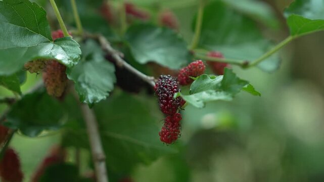 Ripe Mulberries Hanging on Branch with Lush Green Leaves Vibrant Red and Purple Hues of Fruit in Natural Garden Setting