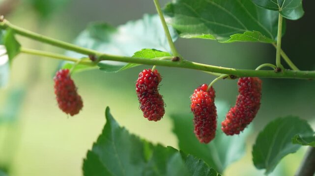 Close Up of Red Mulberry Fruit on Branch with Green Leaves in Nature Detailed View of Mulberries in Their Natural Setting