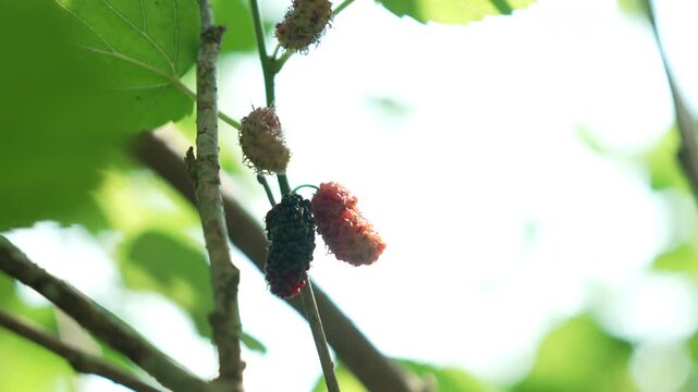 Mulberries on Branch with Green Leaves Serene and Natural Setting Featuring Fruit and Tree in Natures Embrace