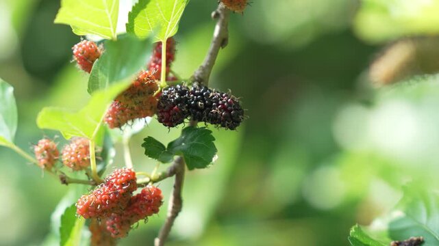Ripe and Unripe Mulberry Fruit on Branch with Green Leaves in Sunny Garden Mulberries Ripening on Branch with Vibrant Green Leaves in Sunlight