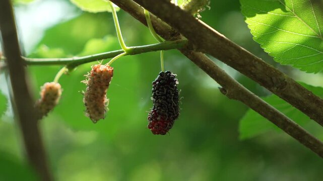 Ripe Mulberry Hangs from Branch Surrounded by Green Leaves with Sunlight Filtering Through Foliage in Natures Bounty