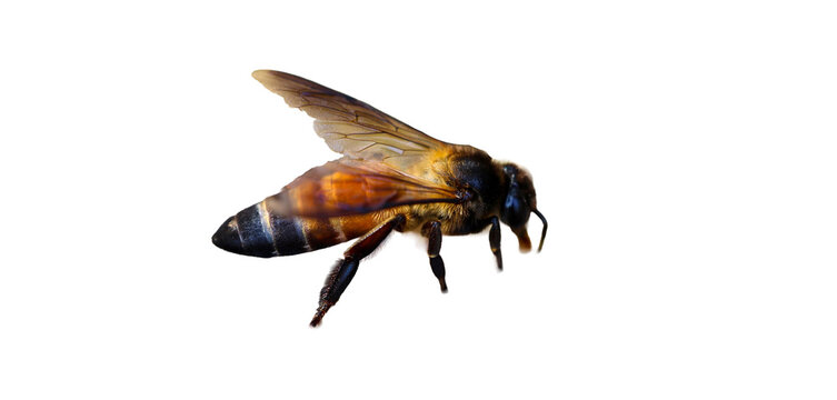 Isolated Honeybees buzzing in close-up with wings spread against black background, representing pollination and honey production