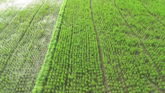 Aerial View of Young Green Rice Plants Growing in Paddy Fields