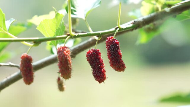 Closeup of Red Mulberry Fruit on Branch in Sunlit Garden Natures Vibrant Colors and Texture in Natural Setting