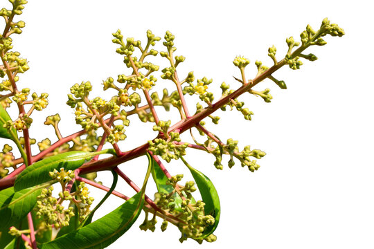 Isolated Mango flower blossoms on a branch, signaling the start of fruit production against a stark black background.